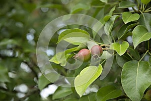 Small pears growing on a tree branch in the garden.