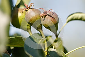 Small pears on a tree in spring. Close-up