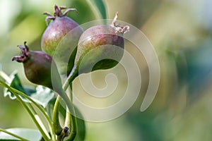 Small pears on a tree in spring. Close-up