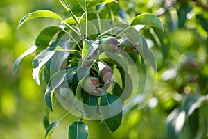 Small pears on a tree in spring. Close-up