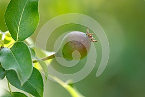 Small pears on a tree in spring. Close-up