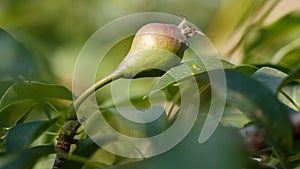 Small pears on a tree in spring. Close-up