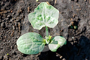 Small pears on a tree in spring. Close-up