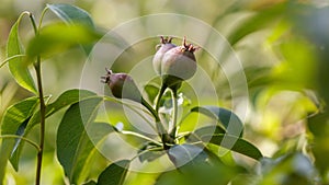 Small pears on a tree in spring. Close-up