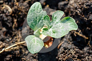 Small pears on a tree in spring. Close-up