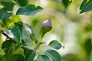 Small pears on a tree in spring. Close-up
