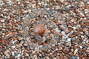 Small pebble background. Blurred stone background with focus on the snail. Living in inanimate concept