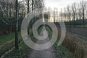 A small pedestrian path that runs along a lane of trees that are without leaves on a sunny day in winter