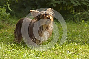 A small pedigreed dog sits on green the grass