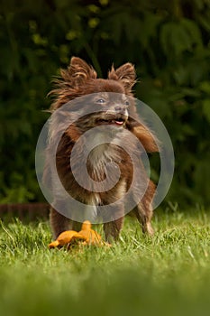 A small pedigreed dog stands on a green grass