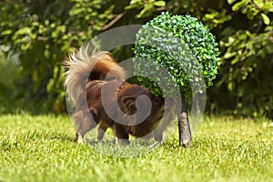 A small pedigreed dog stands on a green grass