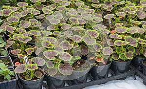 Small pelagonium, geranium plants ready for planting