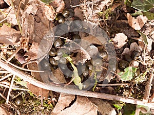 small pellets of animal poo foul mess dirt ground