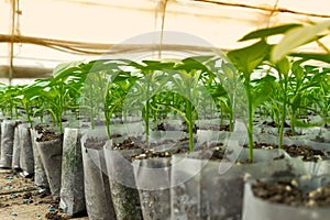 Small pepper plants in a greenhouse for transplanting