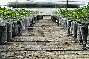 Small pepper plants in a greenhouse for transplanting