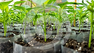 Small pepper plants in a greenhouse for transplanting