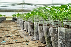 Small pepper plants in a greenhouse for transplanting