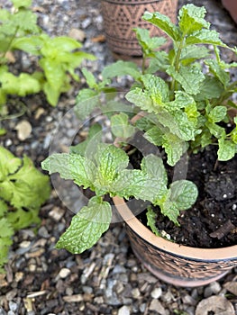 Small Peppermint plant in pot.