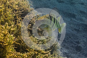 Small perch looks in a lake while diving