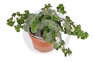 Small perennial flowering `Sutera Cordata` plant with white blooming flowers in flower pot on white background photo