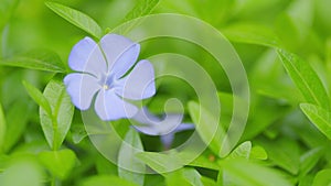 Small periwinkle blue flowers outdoors swaying in the wind. Vinca herbacea. Concept nature. Shallow depth of field.