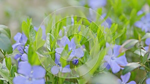 Small periwinkle blue flowers outdoors swaying in the wind. Vinca herbacea. Concept nature. Shallow depth of field.