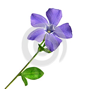 Small periwinkle isolated