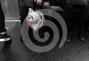 Small Pet Dog Traveling Subway Train Busy Crowded MTA Transit with People