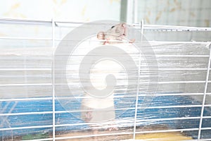 A small pet rat in a cage