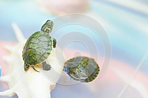 Small pet turtle in captivity