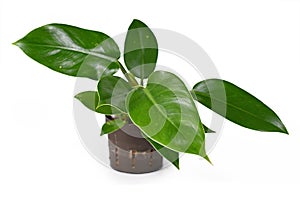 Small `Philodendron Imperial Green` house plant in hydroponics flower pot on white background