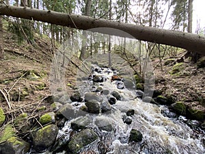 small picturesque forest river day shot