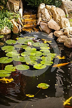 Small picturesque garden with a pond, water lilies and stones