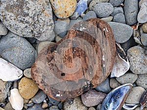 A small piece of driftwood surrounded by seashells and pebbles on the Pacific Coast of Oregon, USA