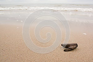 A small piece of wood on the beach