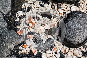 Small Pieces of Coral and Lava Rock in The Tide Pools