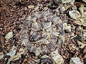 Small pieces of cutting tree close-up shot