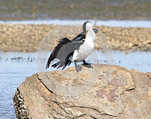 Little pied cormorant bird perched on a rock near a body of water