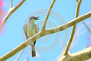 Small Pied Flycatcher perched on a tree branch silhouetted against a bright blue sky