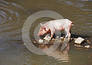 Small piglet