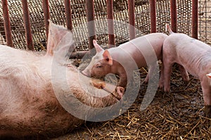 Small piglet and adult pig in a farm.Domestic animal