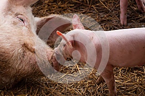 Small piglet and adult pig in a farm.Domestic animal photo
