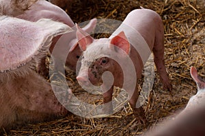 Small piglet and adult pig in a farm.Domestic animal