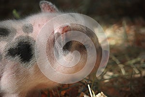 A small piglet with black spots at a petting zoo.