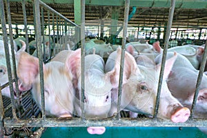 The small piglet in the farm.