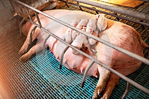 Small piglet in the farm, group of pig indoor on a domestic farm