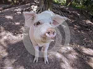 Small piglet on the farm. White pig on outdoor pasture of farm. Ethical animal farming. Outdoor pasture for a piglet