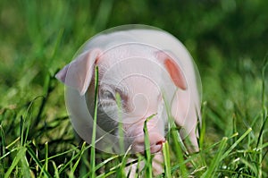 Small piglet on a grass