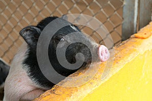 Small piglet waiting feed in the farm