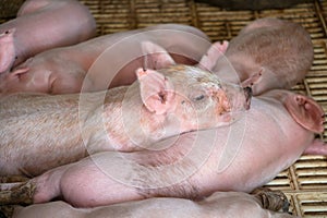 Small piglets sleep in the pig farm